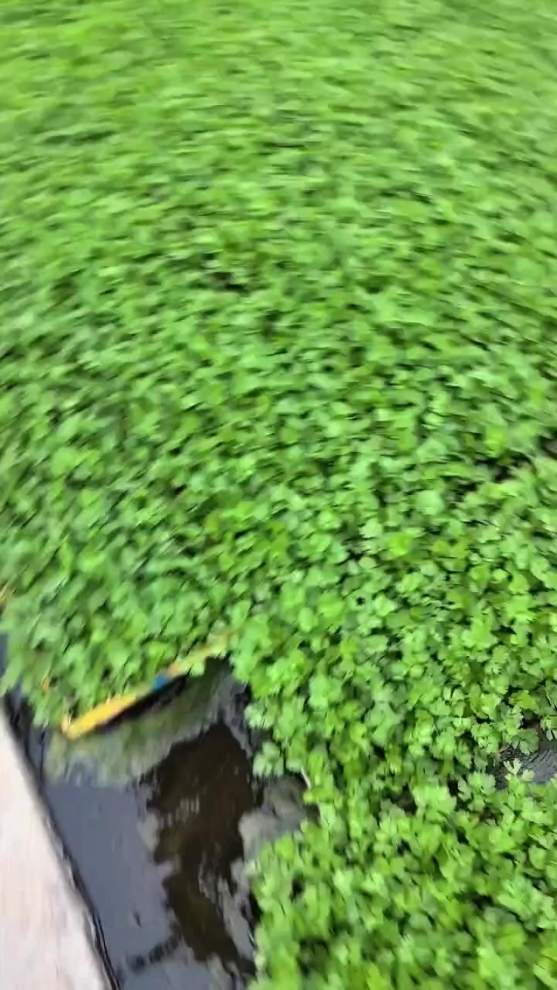 西芹