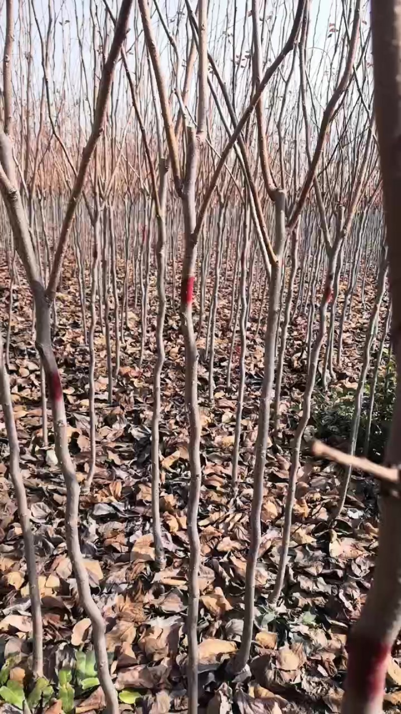柿子树苗