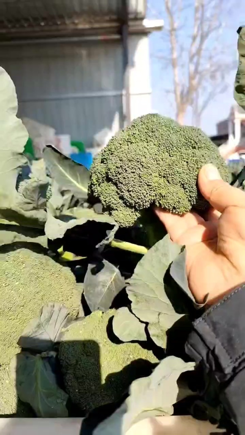 湖北精品西兰花大量供应中