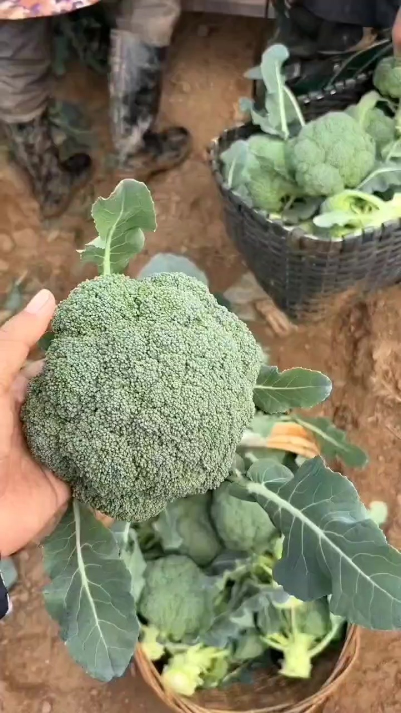 湖北精品西兰花大量供应中