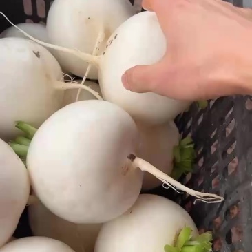 个头均匀。颜色白净