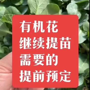 越冬有机花菜苗，量大从优支持全国发货