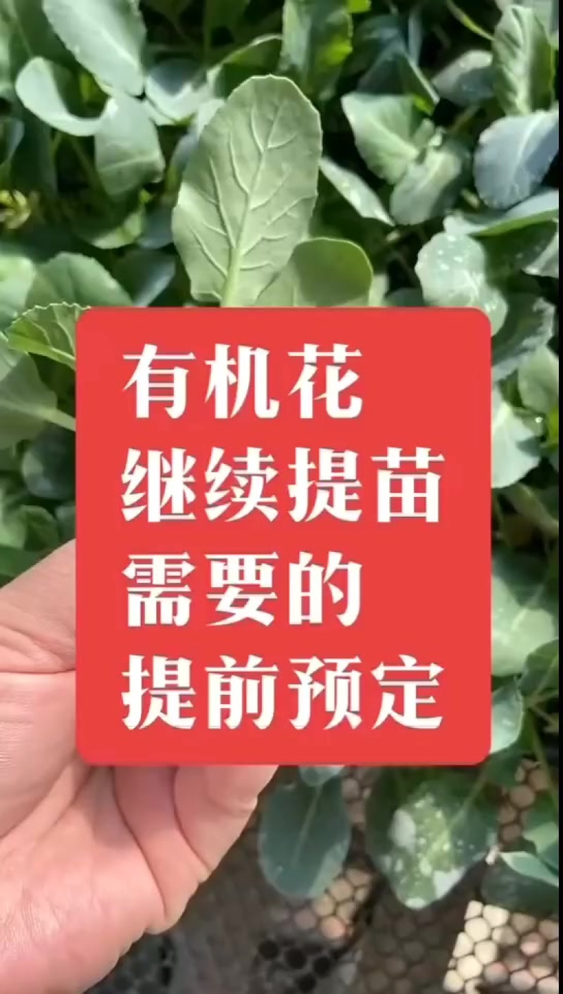 越冬有机花菜苗，量大从优支持全国发货