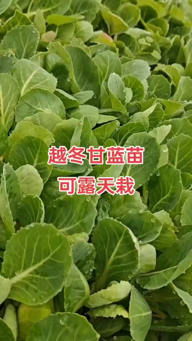 越冬有机花菜苗，量大从优支持全国发货