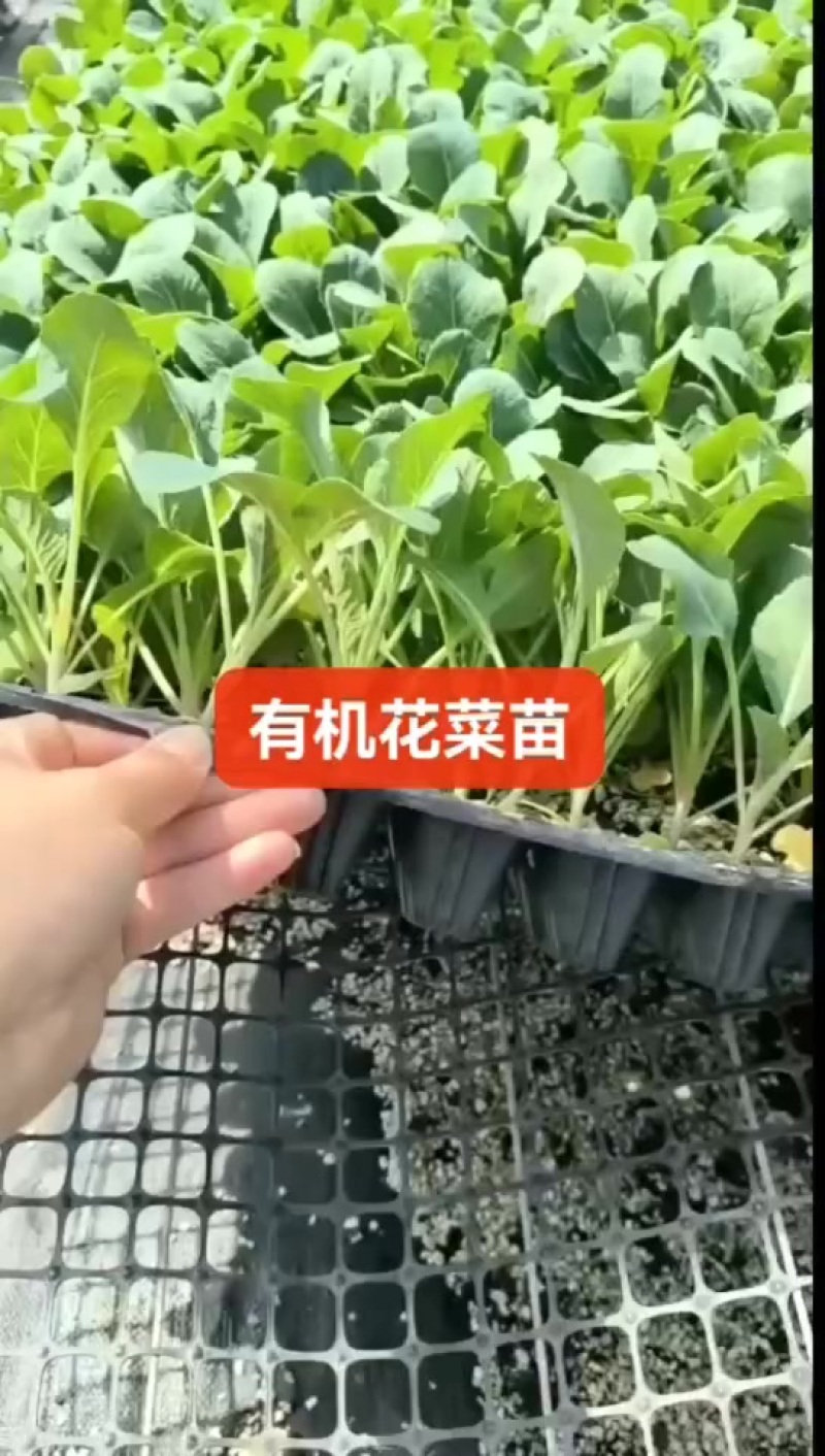 越冬有机花菜苗，量大从优支持全国发货