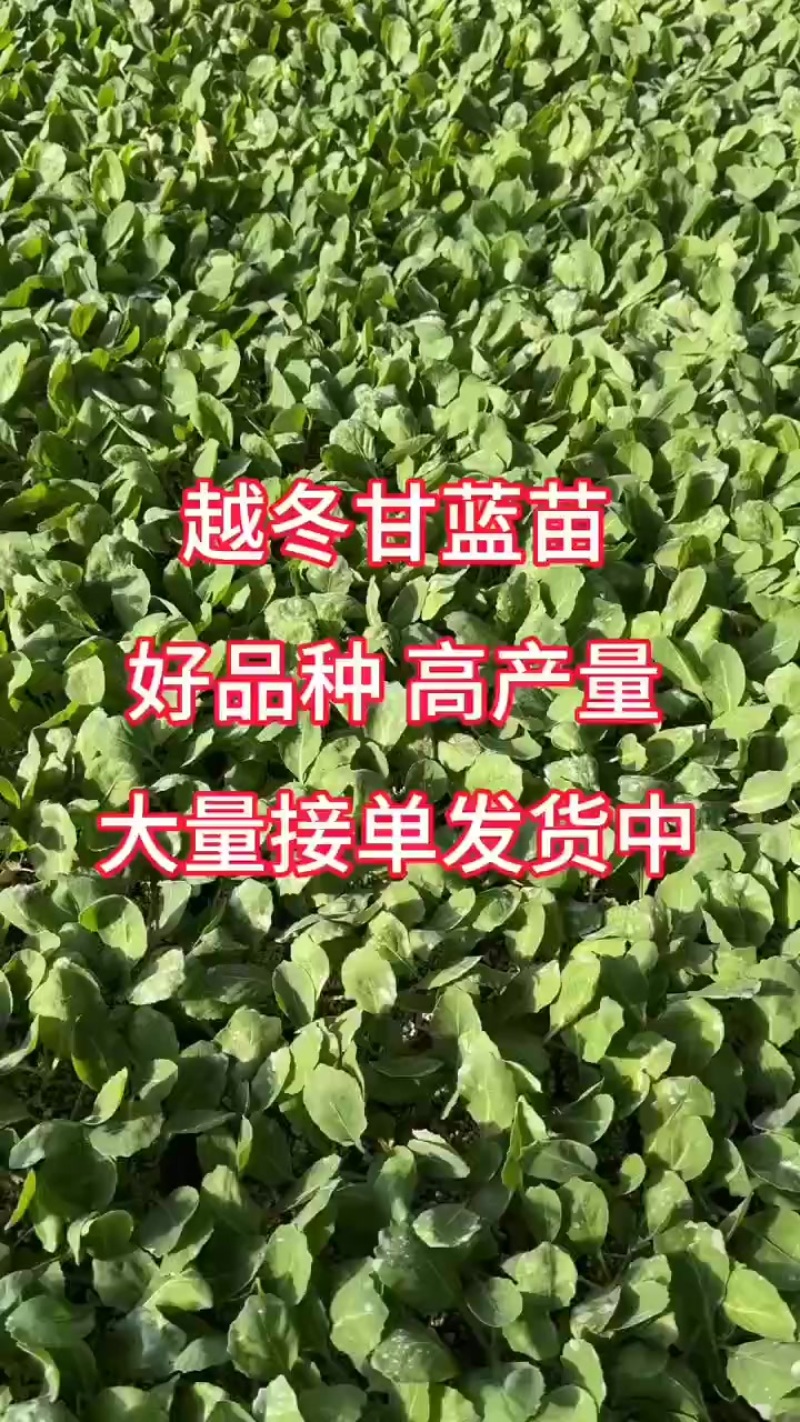 越冬有机花菜苗，量大从优支持全国发货