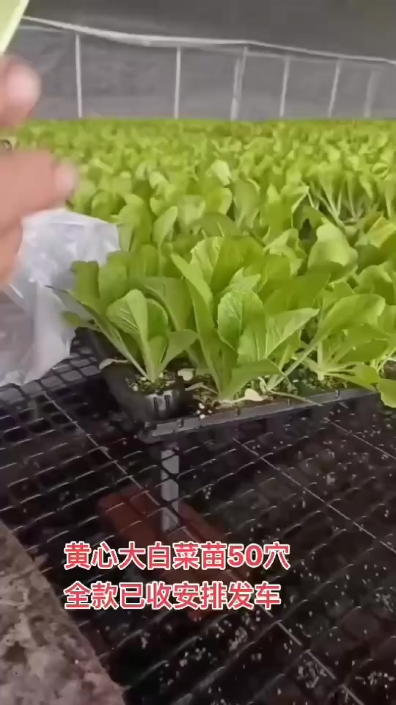 越冬有机花菜苗，量大从优支持全国发货