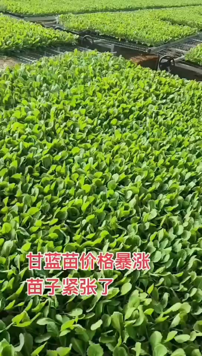 越冬有机花菜苗，量大从优支持全国发货