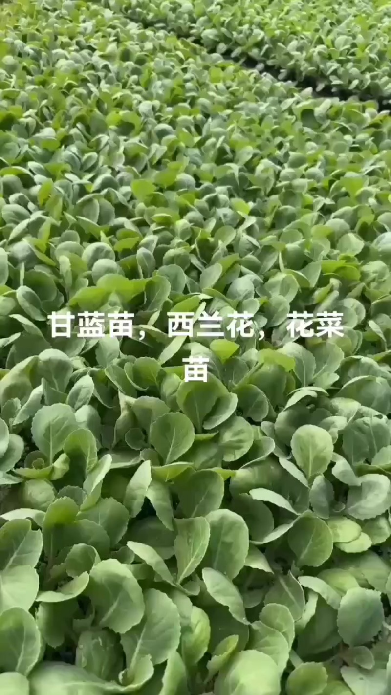 越冬有机花菜苗，量大从优支持全国发货