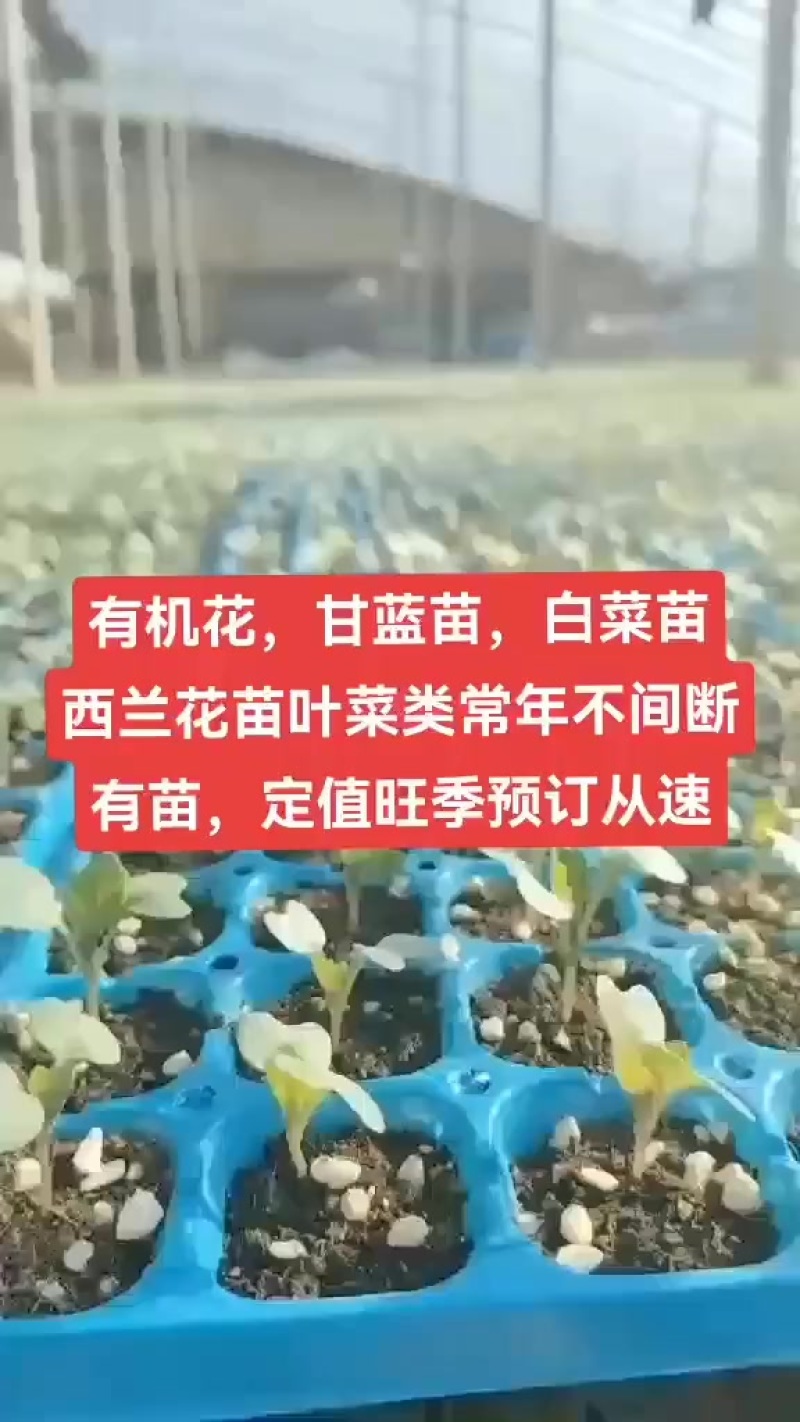 越冬有机花菜苗，量大从优支持全国发货