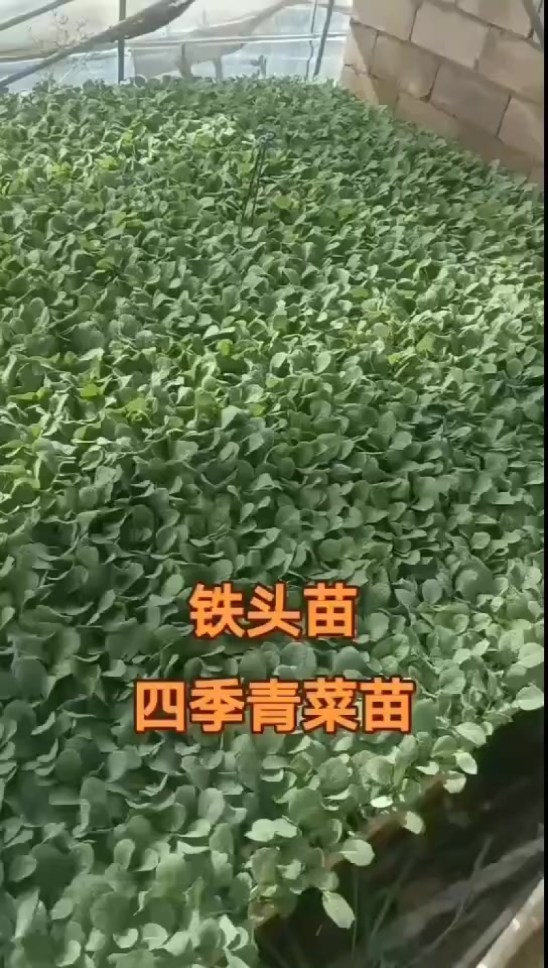 越冬有机花菜苗，量大从优支持全国发货