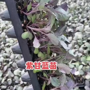 紫甘蓝苗