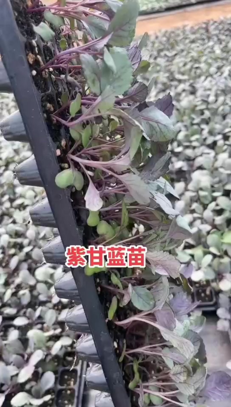 紫甘蓝苗