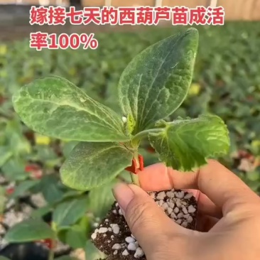 越冬西葫芦苗嫁接苗