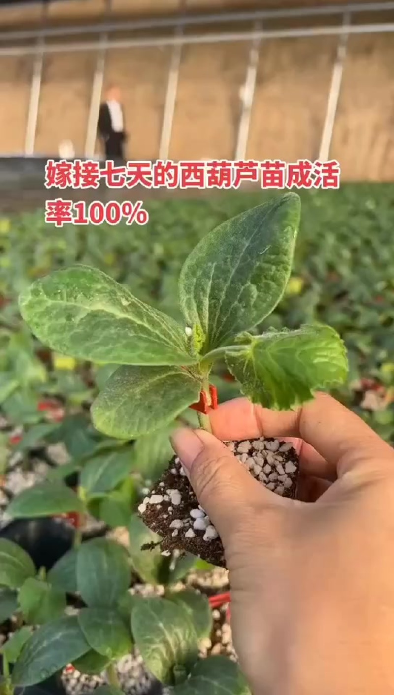 越冬西葫芦苗嫁接苗
