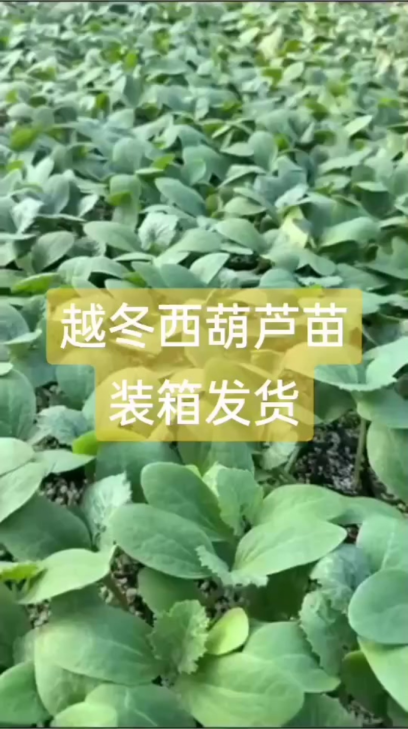 越冬西葫芦苗嫁接苗