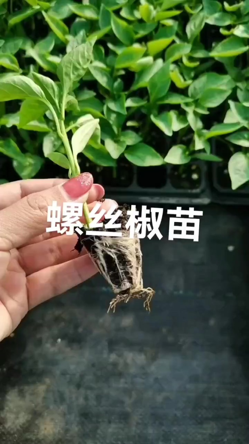 螺丝椒苗