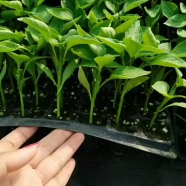 螺丝椒苗