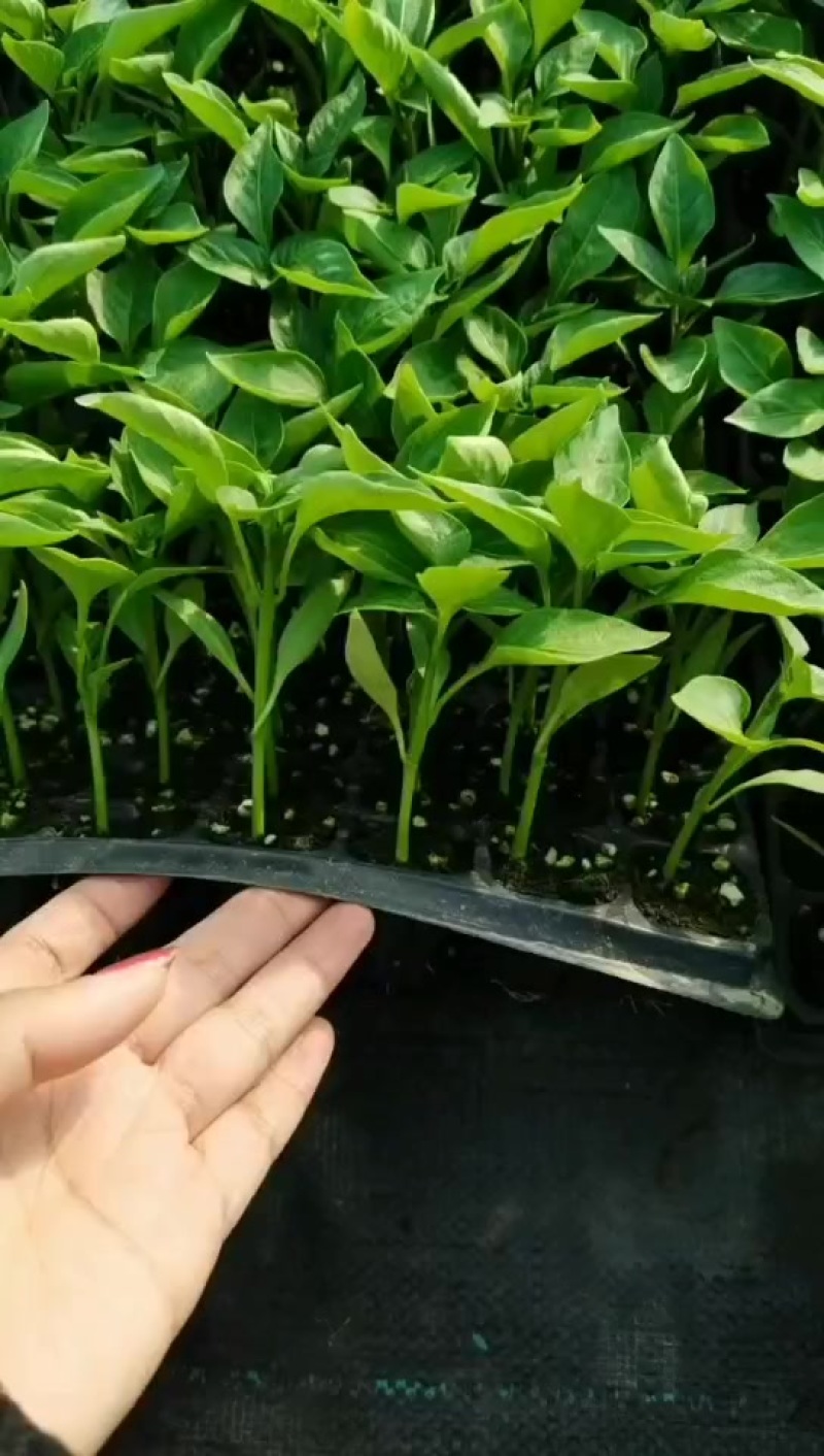 螺丝椒苗