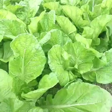 泡青菜。大帮帮