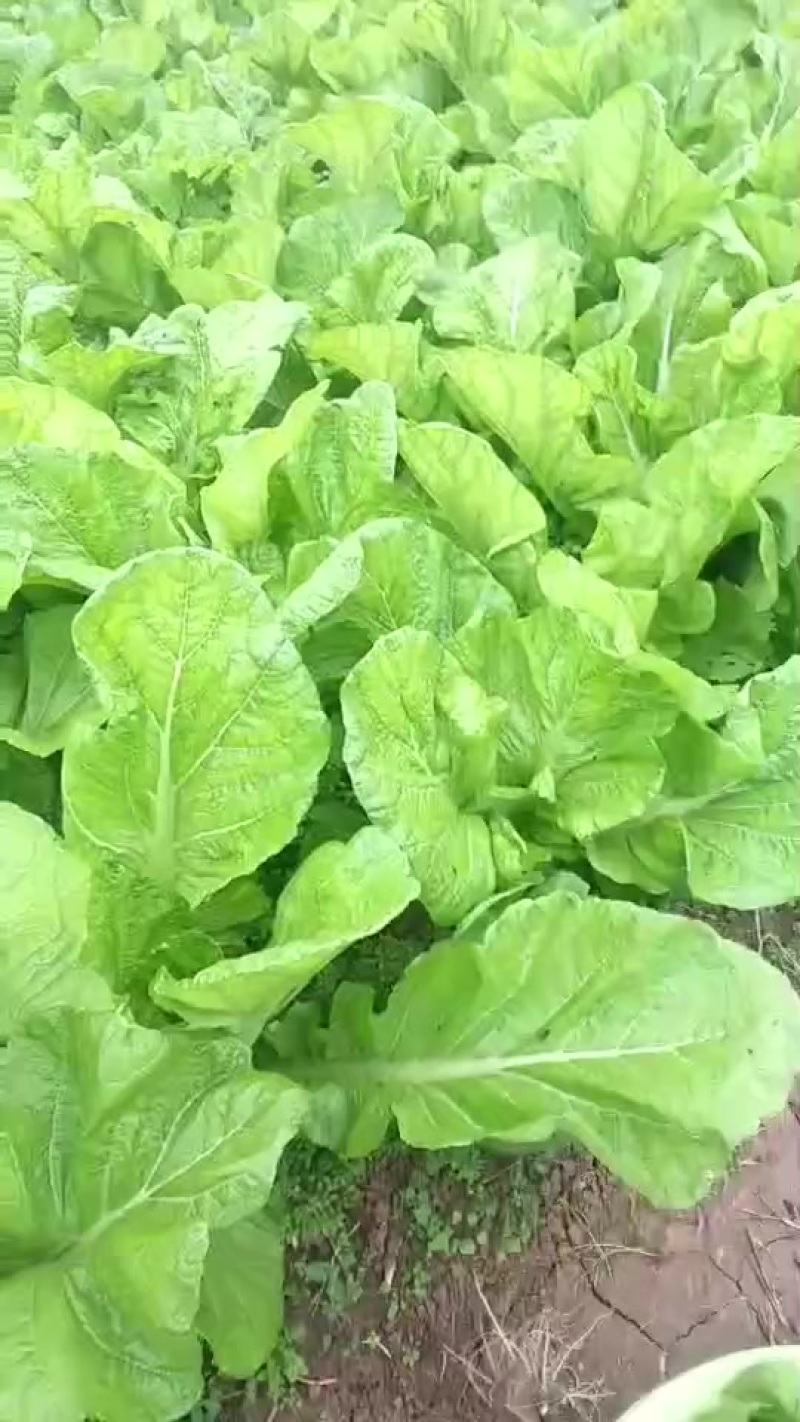 泡青菜。大帮帮