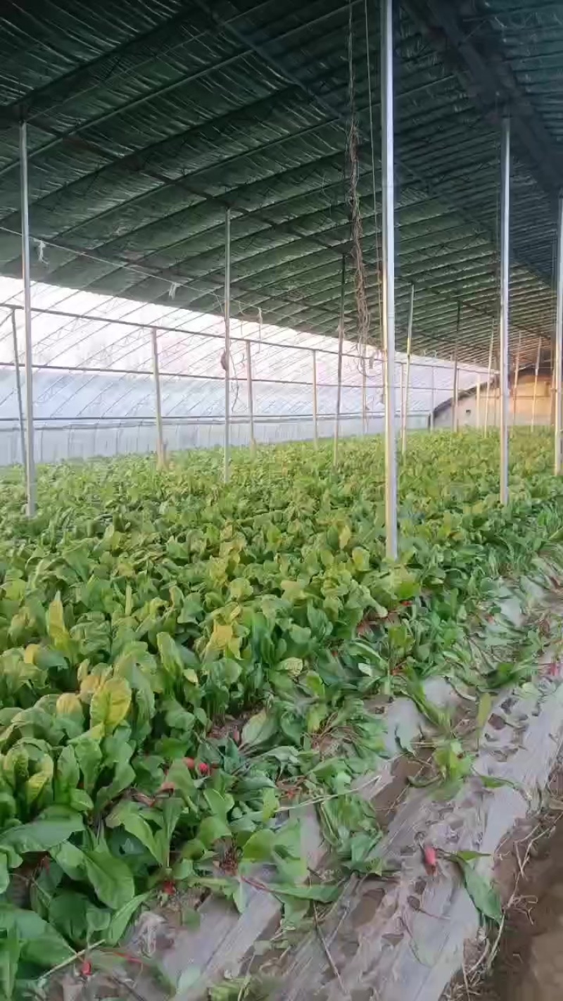 红皮水罗卜大量供应，水洗，带英，带泥，大量出售