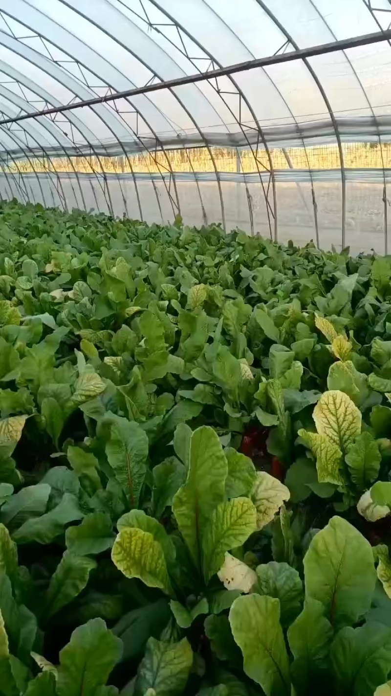 红皮水罗卜大量供应，水洗，带英，带泥，大量出售