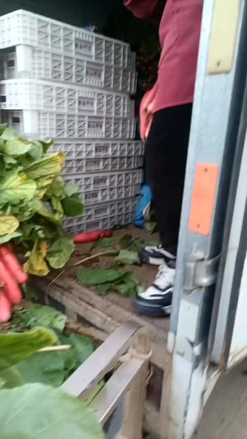 红皮水罗卜大量供应，水洗，带英，带泥，大量出售
