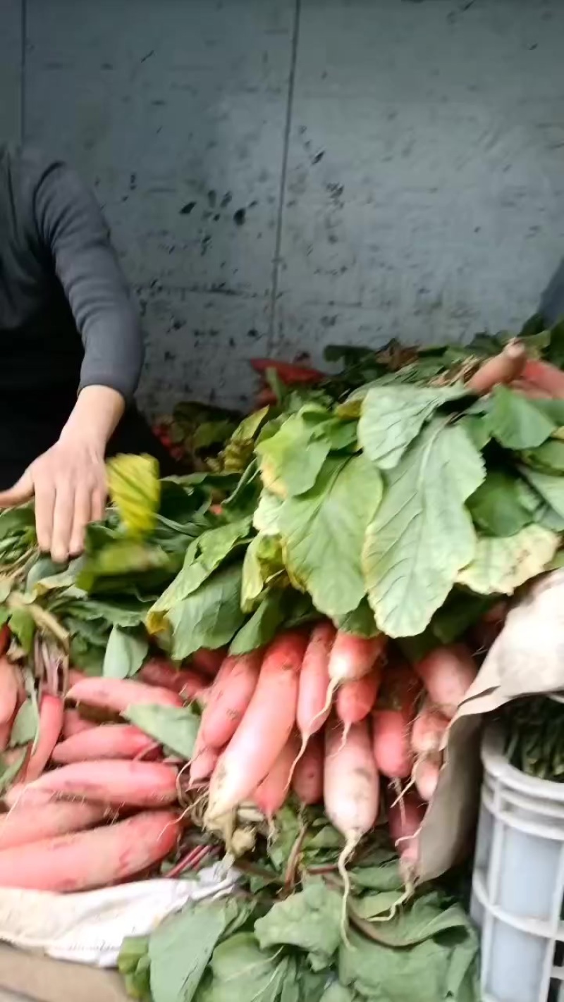 红皮水罗卜大量供应，水洗，带英，带泥，大量出售