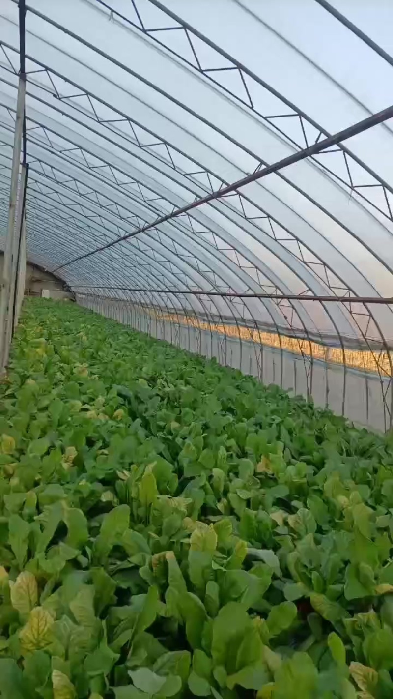 红皮水罗卜大量供应，水洗，带英，带泥，大量出售