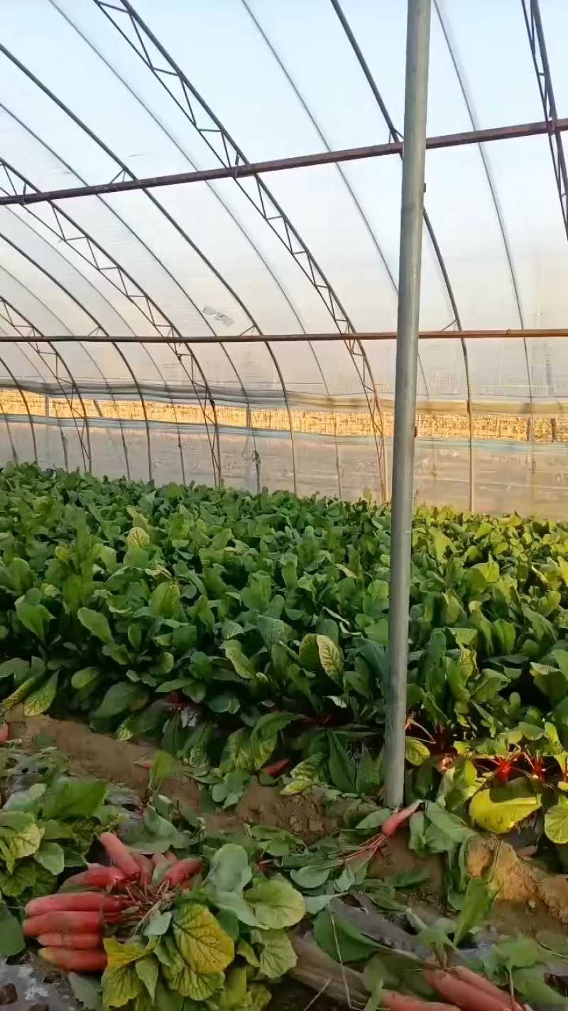 红皮水罗卜大量供应，水洗，带英，带泥，大量出售