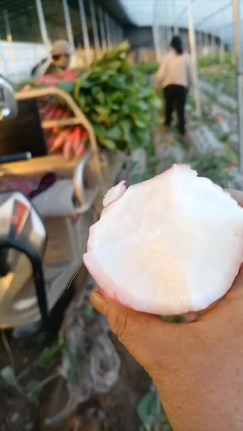 红皮水罗卜大量供应，水洗，带英，带泥，大量出售