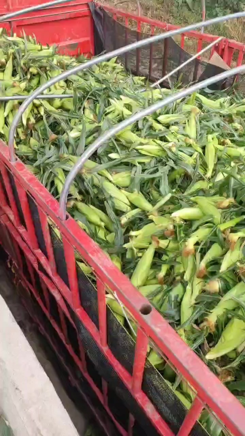 双色鲜甜玉米没有打农药不喷激素放心吃可生吃煮排骨汤低钱