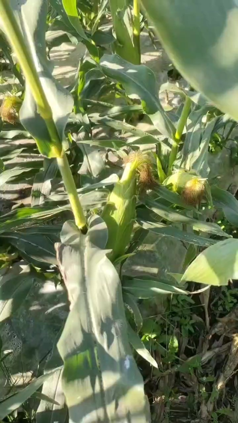 双色鲜甜玉米没有打农药不喷激素放心吃可生吃煮排骨汤低钱