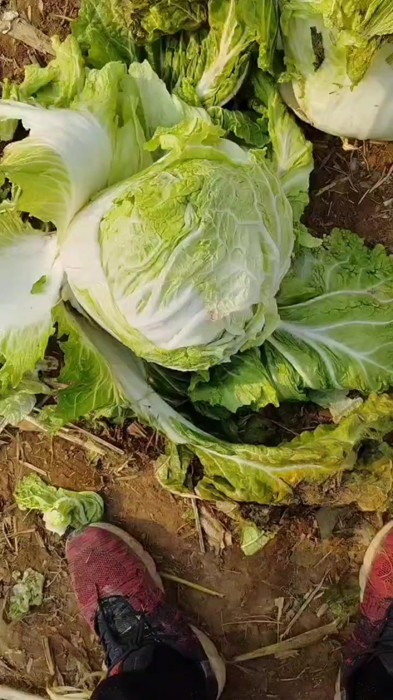 大白菜