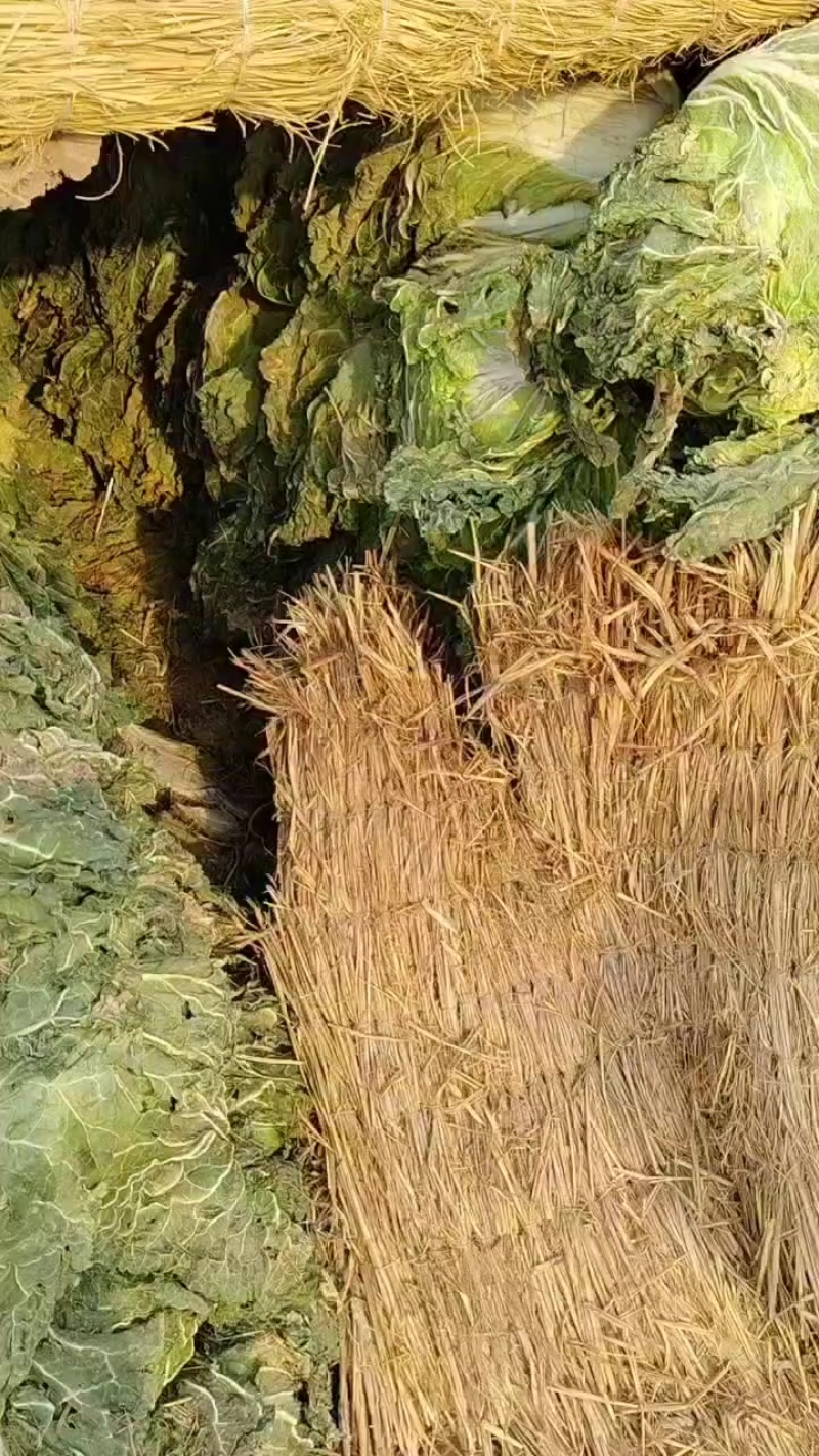 大白菜