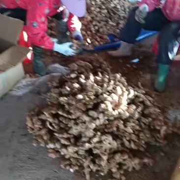 广东大玉姜种