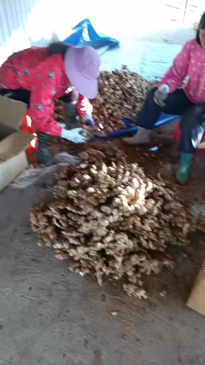 广东大玉姜种