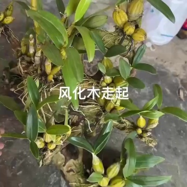 风化木