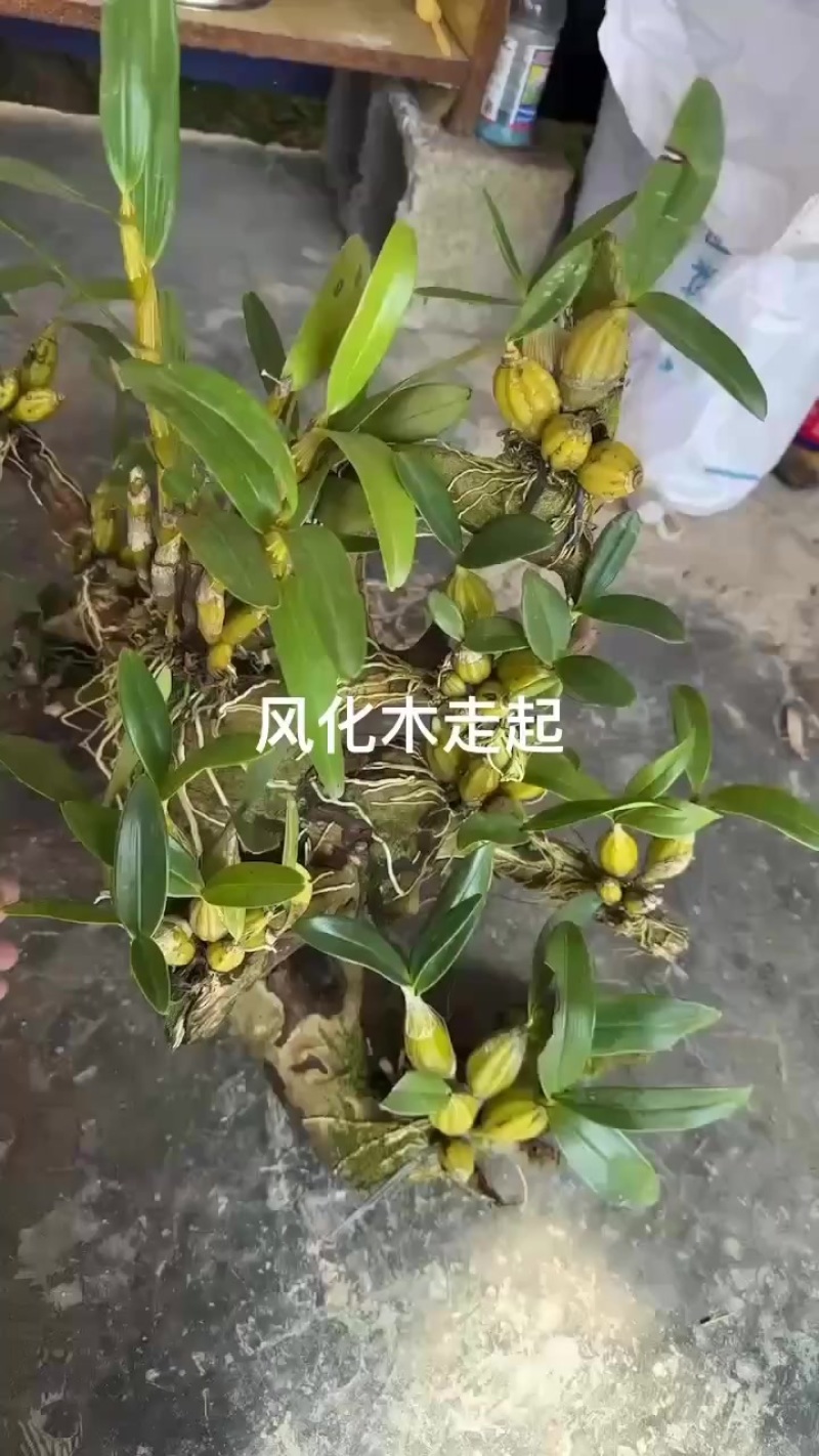 风化木
