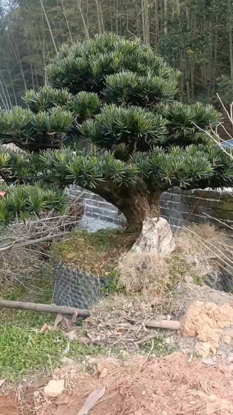 各种大小精品罗汉松盆景