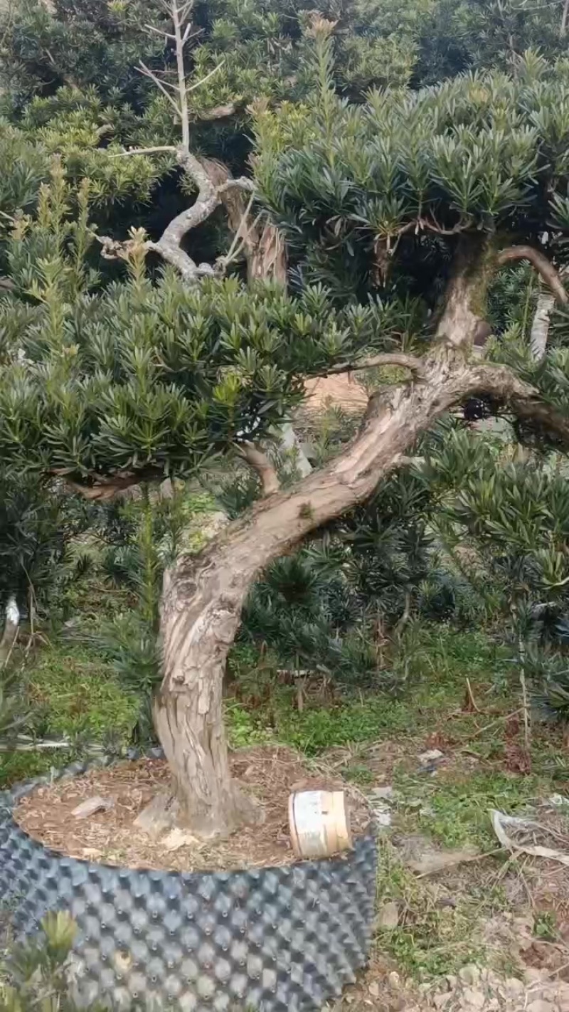 各种大小精品罗汉松盆景
