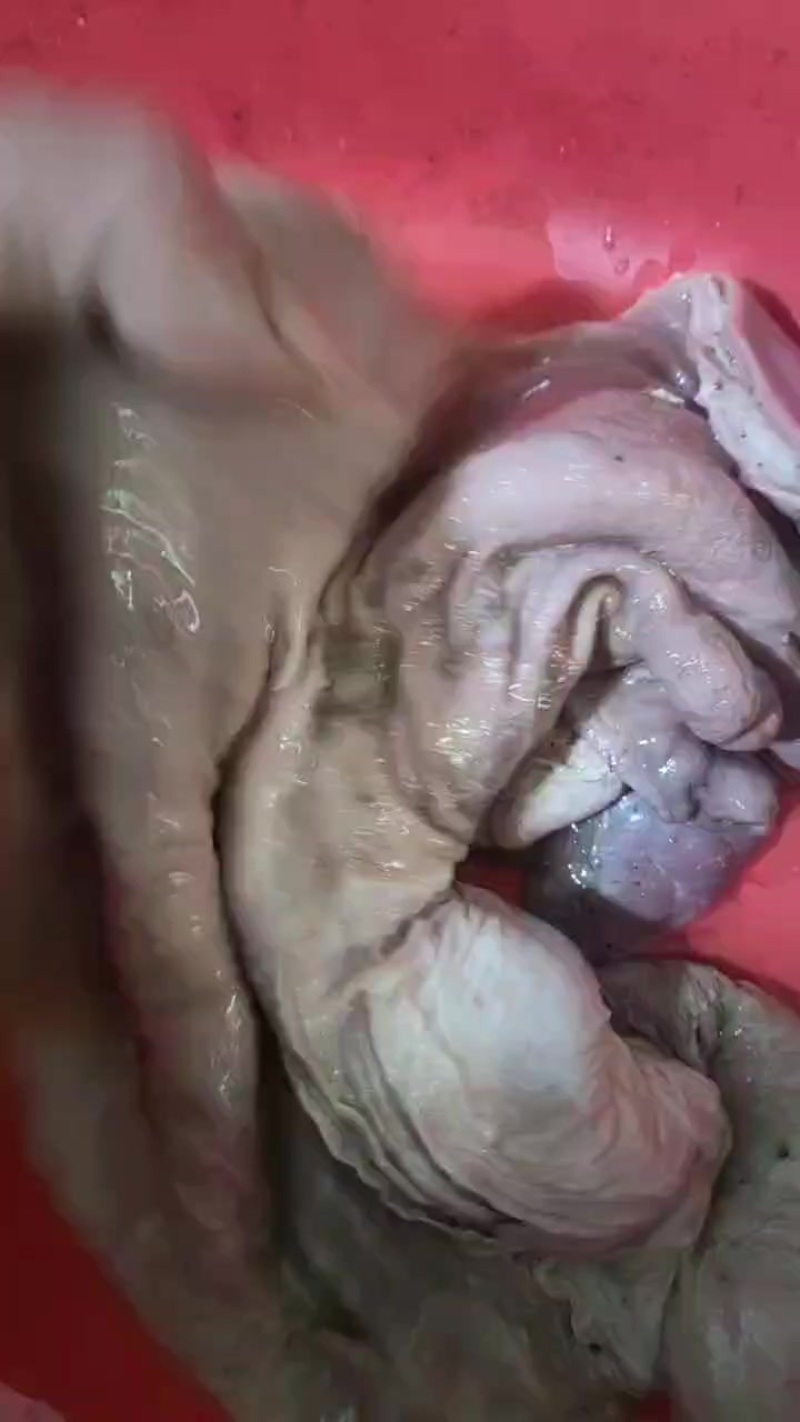 猪肚