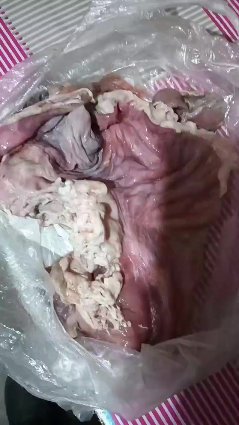猪肚