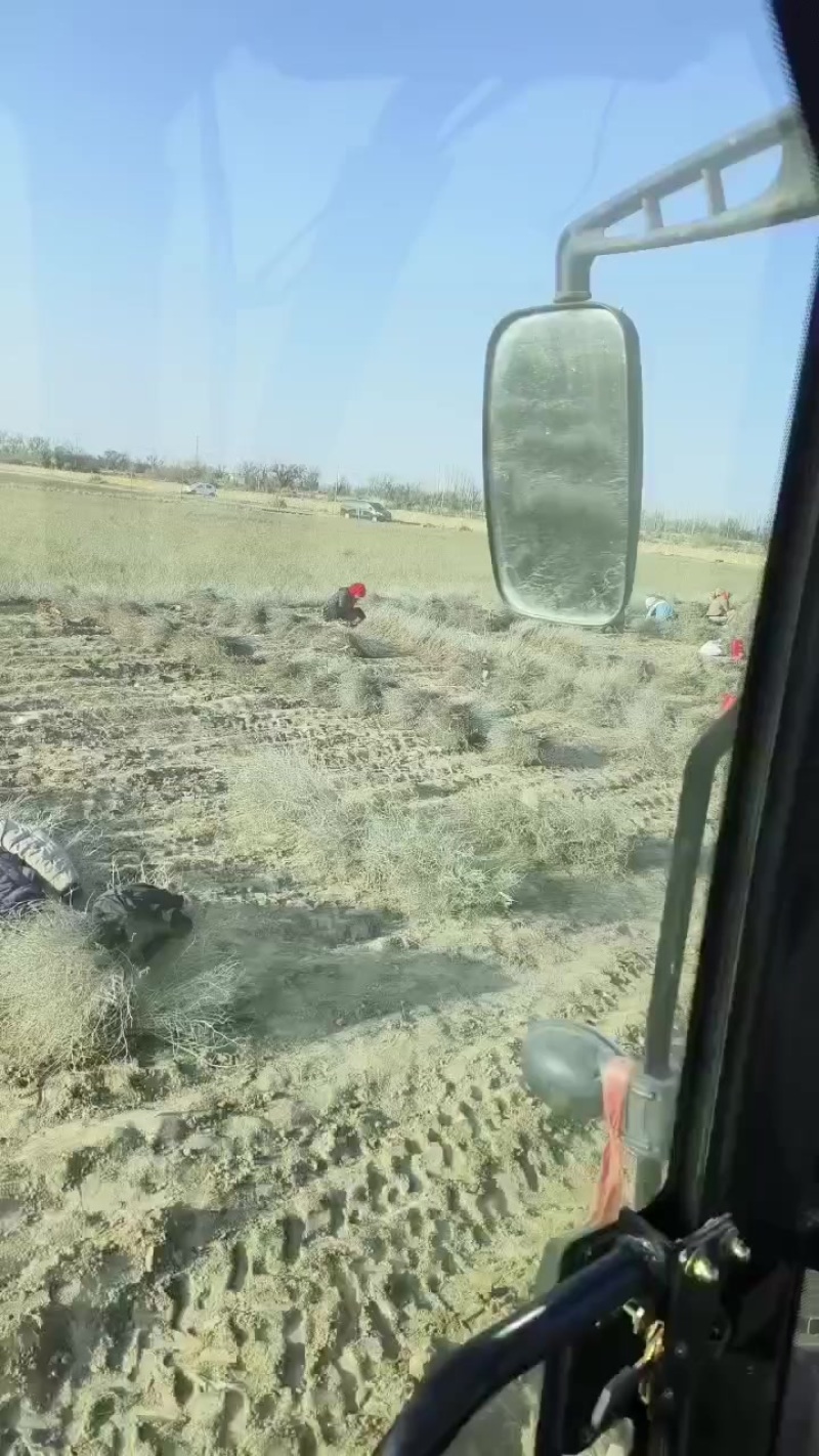白刺苗子