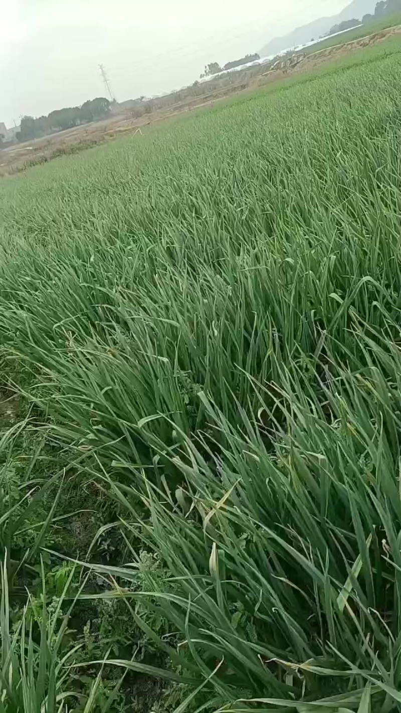 蒜苗