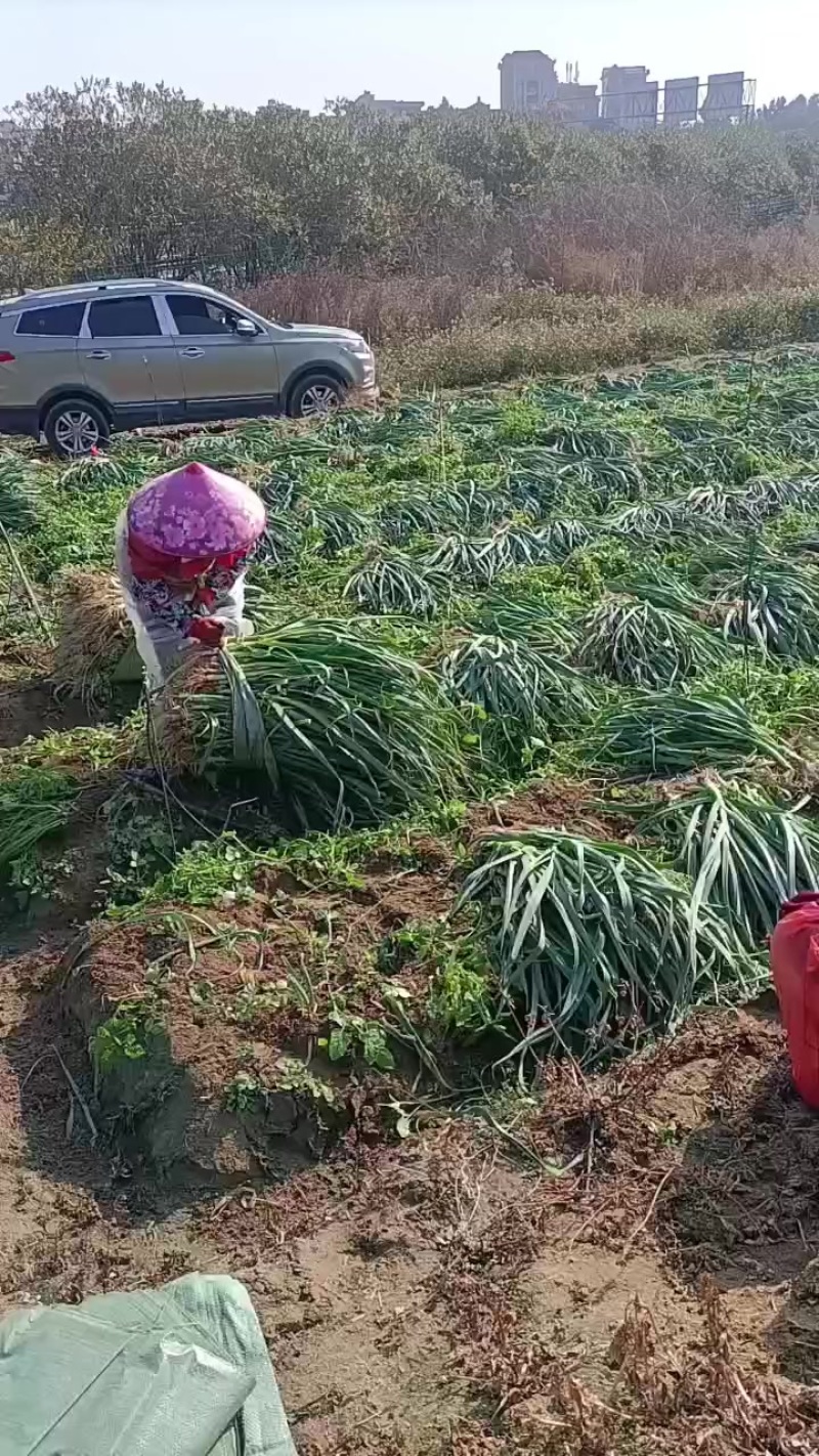 蒜苗