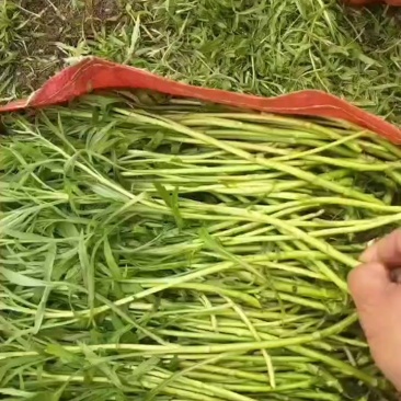 全毛蒿，半毛蒿