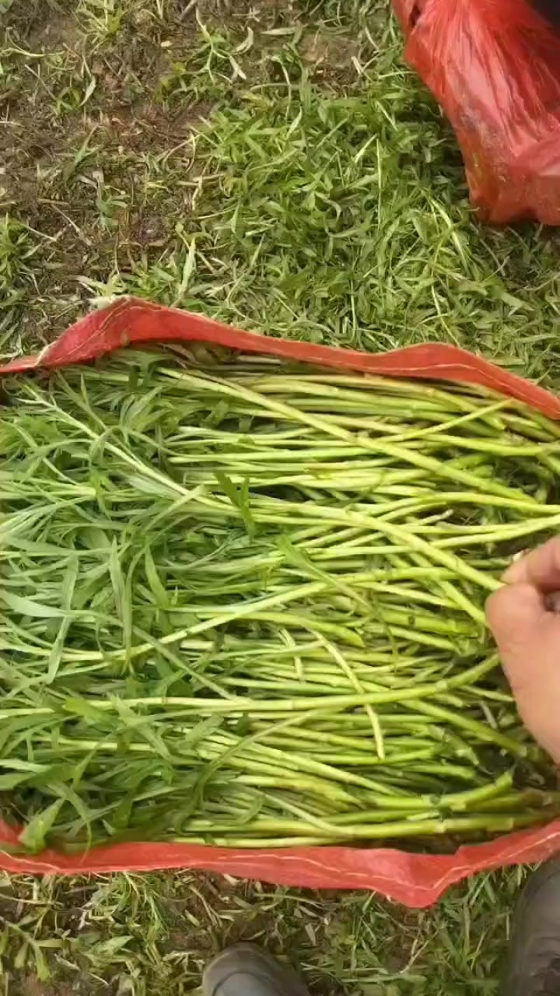 全毛蒿，半毛蒿