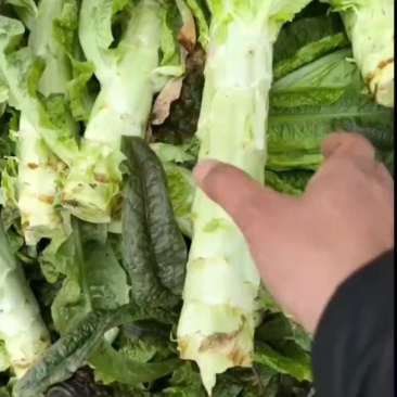 没想到，这个地方离江浙沪这么近，莴笋几百亩长的这么好没拉